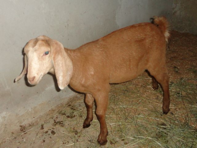 Karin 1