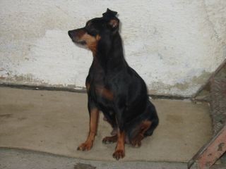 lolinka