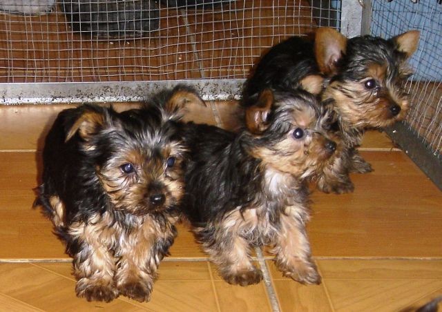 yorki