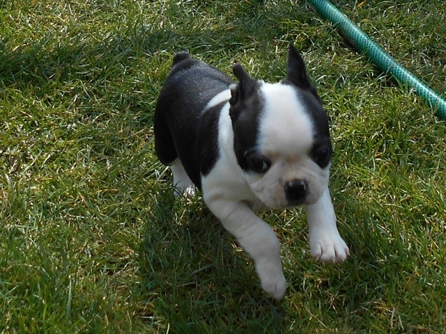 Meggie